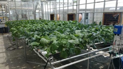 New Crops to Consider for Your Greenhouse From Gardening Etc.