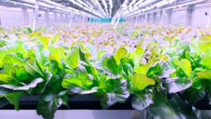 80 Acres Farms Opens New Facility in Kentucky