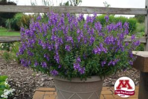 Angelonia ‘Aria Blue’