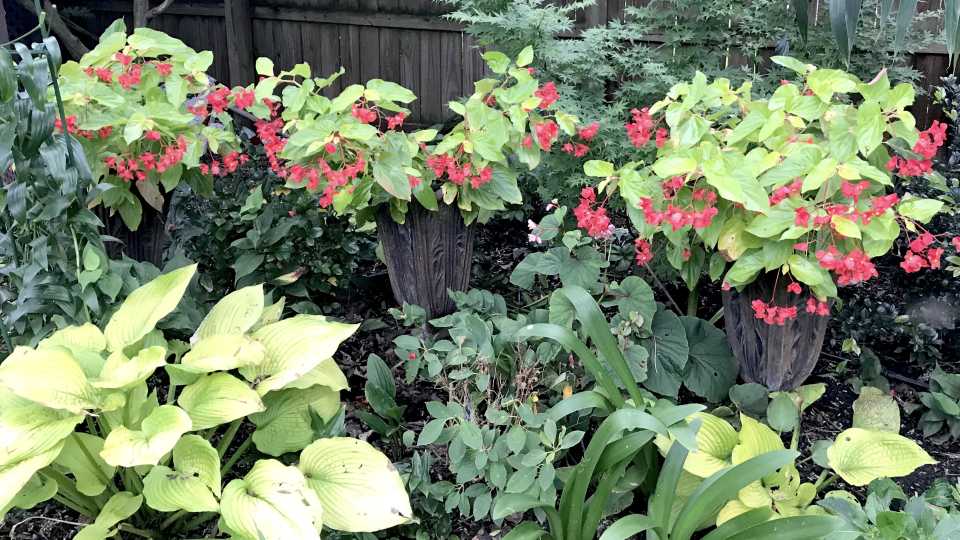 A Begonia That Brightens the Shadows: ‘Canary Wings’