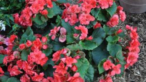 Stand-Out Varieties From Colorado State University’s 2020 Floriculture Trials