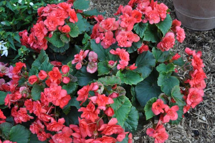 Best Begonia (container, semi-trailing, vegetative): 'Solenia Red' (Beekenkamp)