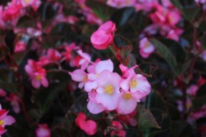 Begonia 'Viking Pink on Chocolate'
