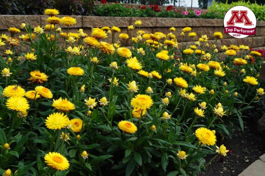 Bracteantha ‘Granvia Gold’