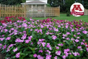 Orchid ‘Vinca Valiant’