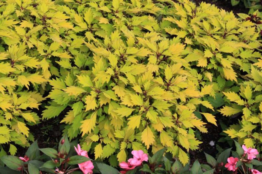 Coleus 'ColorBlaze Royale Pineapple Brandy'