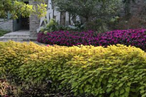 Coleus 'Colorblaze Royale Pineapple Brandy'