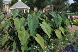 Best Novelty: Colocasia 'Heart of the Jungle' (Proven Winners)