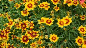 A Coreopsis That Won’t Quit:  UpTick Series