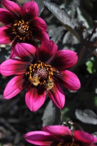 Best of Show: Dahlia 'Lubega Dark Velvet' (Benary+)