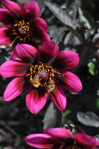Best of Show: Dahlia 'Lubega Dark Velvet' (Benary+)