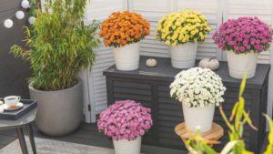 Dümmen Orange to Highlight Garden Party Pollinator’s Paradise Combos at California Summer Trials