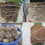 root balls of plants grown in 100% wood substrates