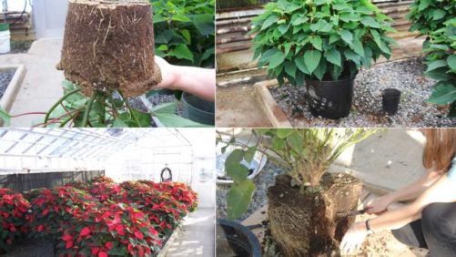 Wood Substrates: How Long Can They Last for Your Plants?