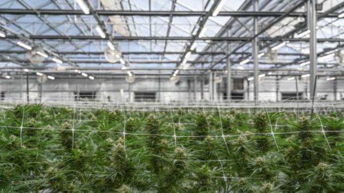 How the Cannabis Market Is Progressing in its Use of LEDs