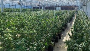 How You Can Keep Regulators Abreast on Production Methods