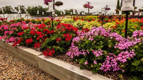 Good Weather Made for a Strong Year at Young’s Plant Farm Trial Gardens