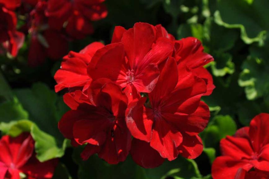 Best Geranium (Interspecific): 'Calliope Large Dark Red' (Syngenta Flowers)