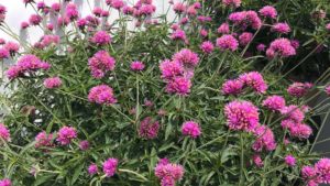 Dr. Seuss Forever – Gomphrena ‘Truffula Pink’ 