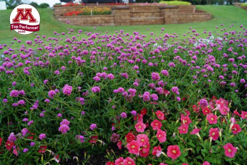 Gomphrena ‘Truffula Pink’