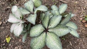 A Plant That Just Keeps Getting Better – the Hellebore