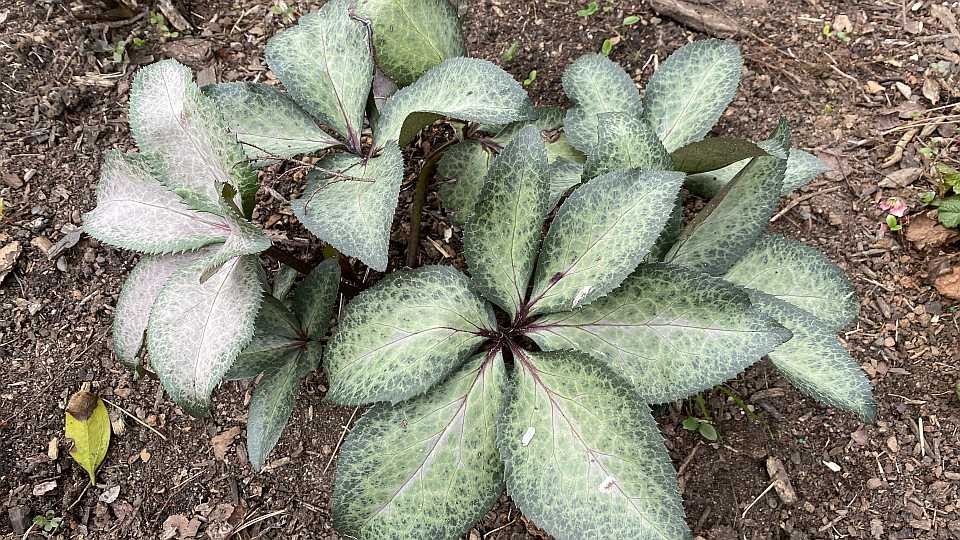 A Plant That Just Keeps Getting Better – the Hellebore