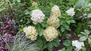 A Hydrangea Even I Can’t Kill: ‘White Wedding’
