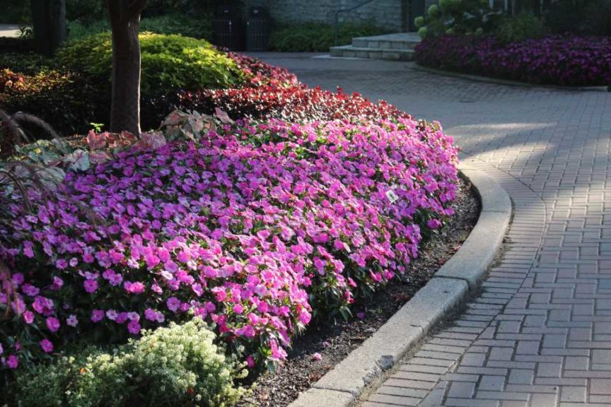 Impatiens 'SunPatiens Compact Hot Pink'