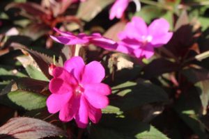 Impatiens 'SunPatiens Compact Lilac'