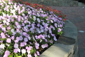 Impatiens 'SunPatiens Vigorous Orchid'