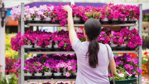 The Plant Tag in the Retail Store. How consumers use & place value on the tag.