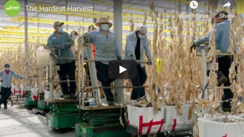 How One of the World’s Largest Vegetable Growers Is Highlighting Its Workers During the Pandemic
