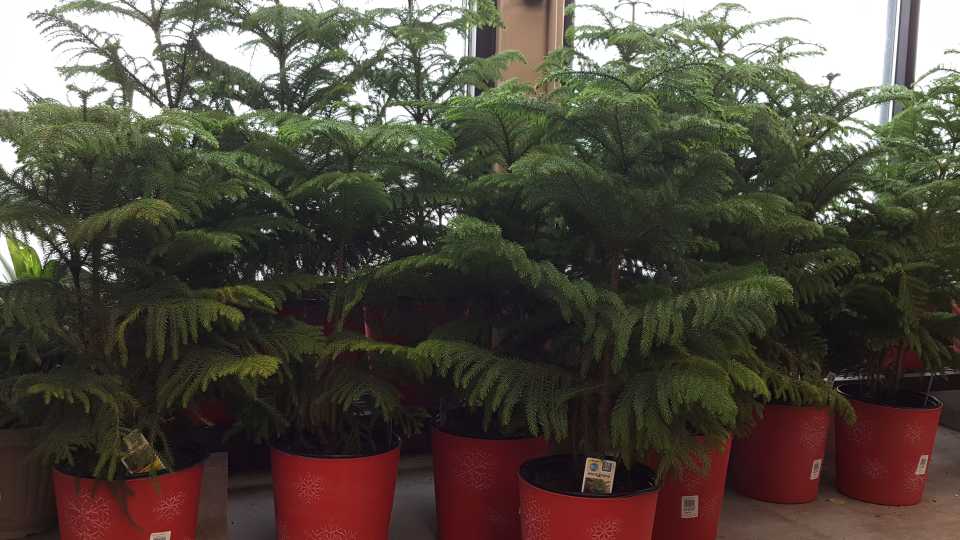 Norfolk Pine
