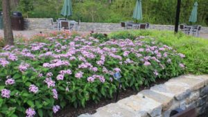 Cincinnati Zoo and Botanical Garden Emerges From Pandemic Shutdown With Strong-Performing Annuals