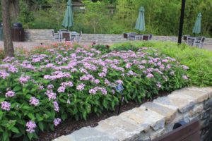 Pentas 'Graffiti OG Lavender'