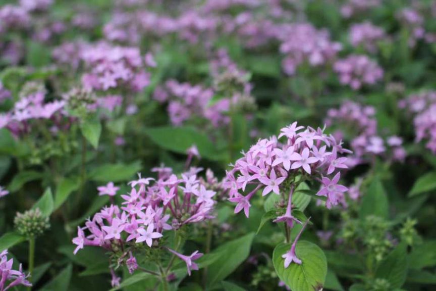Pentas 'Graffiti OG Lavender'