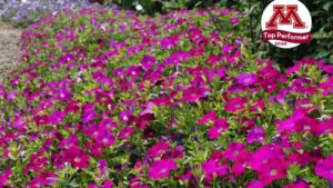 Top 10 Performing Annual Flowers from the University of Minnesota Field Trials