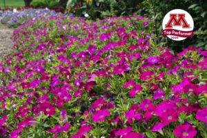 Petunia ‘SuperCal Rose’