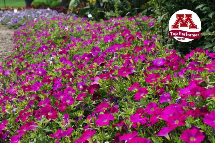 Petunia ‘SuperCal Rose’