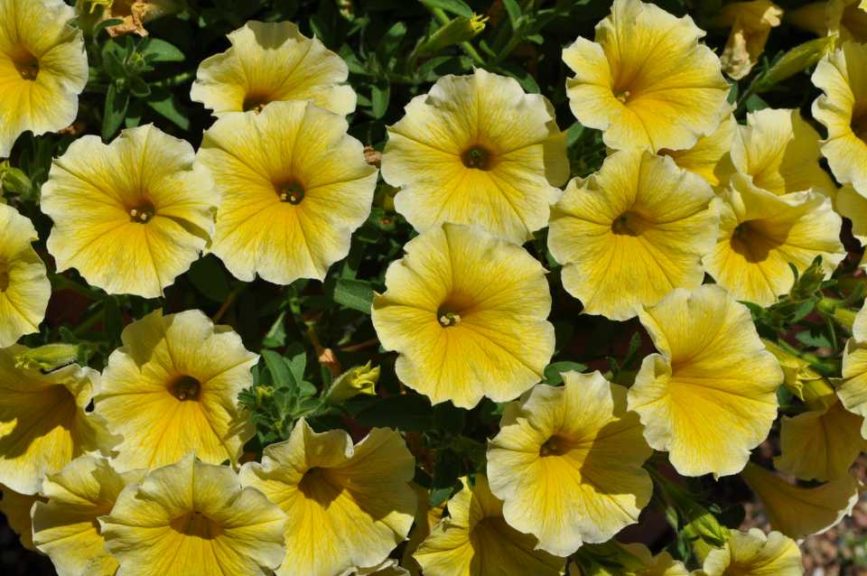 Best Container: Petunia 'Bee's Knees' (Ball FloraPlant)