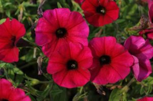 Best Petunia (container, vegetative): ‘SuperCal Royal Red’ (Sakata Ornamentals)