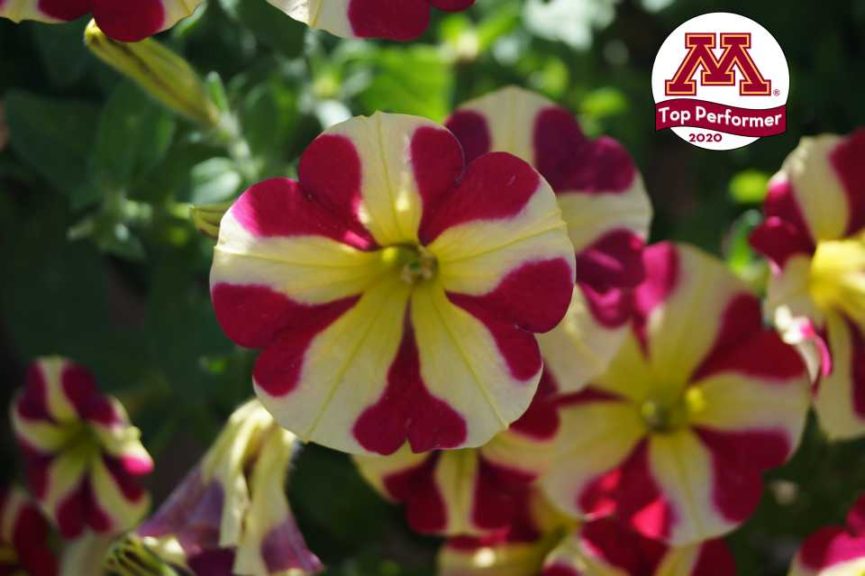 Petunia ‘Amore Queen of Hearts’