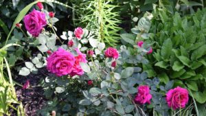A Clean Rose: the Brindabella Rose