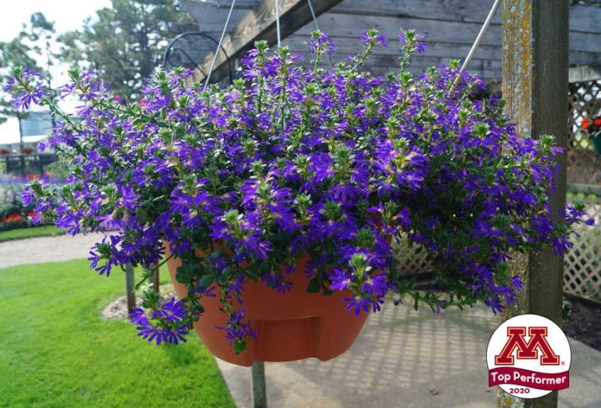 Scaevola ‘Surdiva Blue Violet’