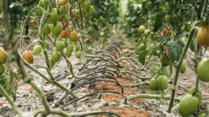 SMART HYDROPONIC GROW SYSTEM