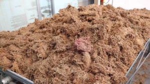 Ways To Keep Growing Media Safe for Your Plants