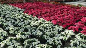 Suntory Flowers Expands Princettia Cuttings Partnerships