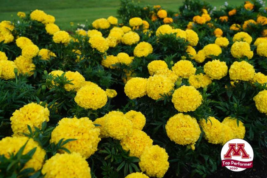 Marigold 'Big Top Yellow'
