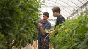 New Plant Sensor Technology Could Help Growers Cut Water Use