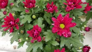 Horticulture Research and Innovation Come Together for Big Results